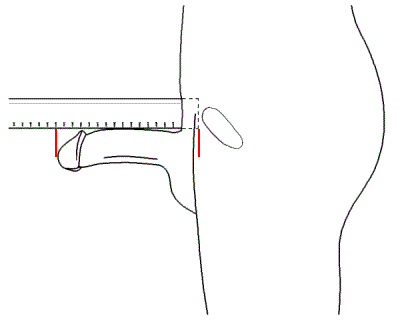 Measure Curved Penis 27